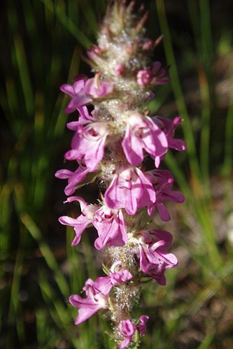 Pedicularis attollens